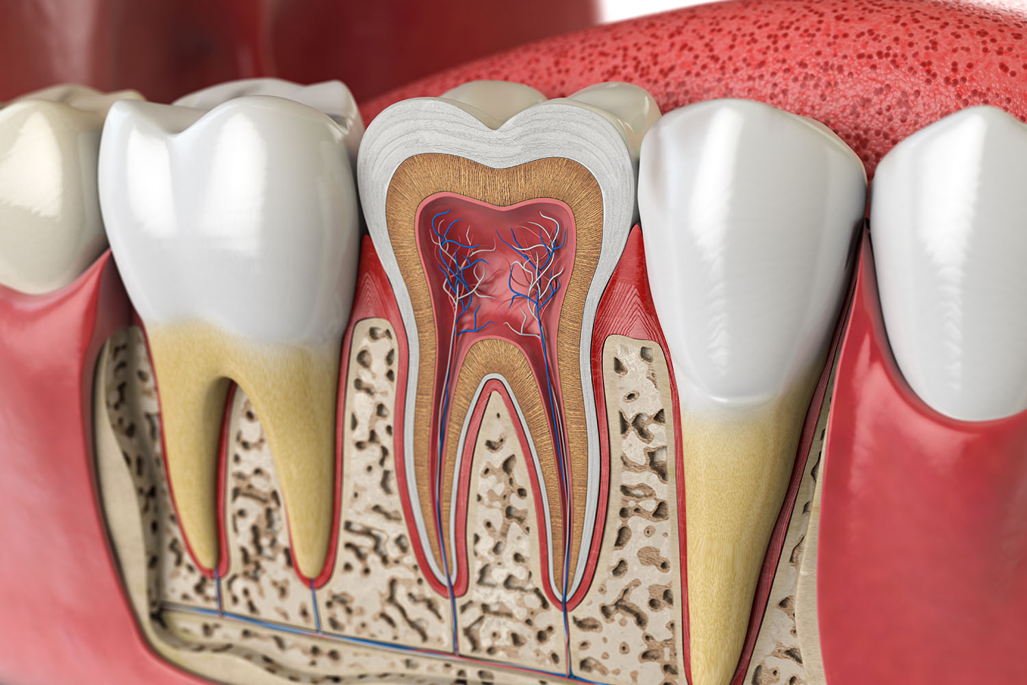 Tooth-Anatomy star dental hospital tirupati best root canal treatment in tirupati